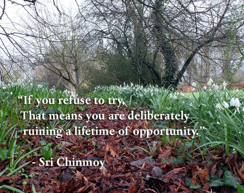 if-you-refuse-to-try-you-are